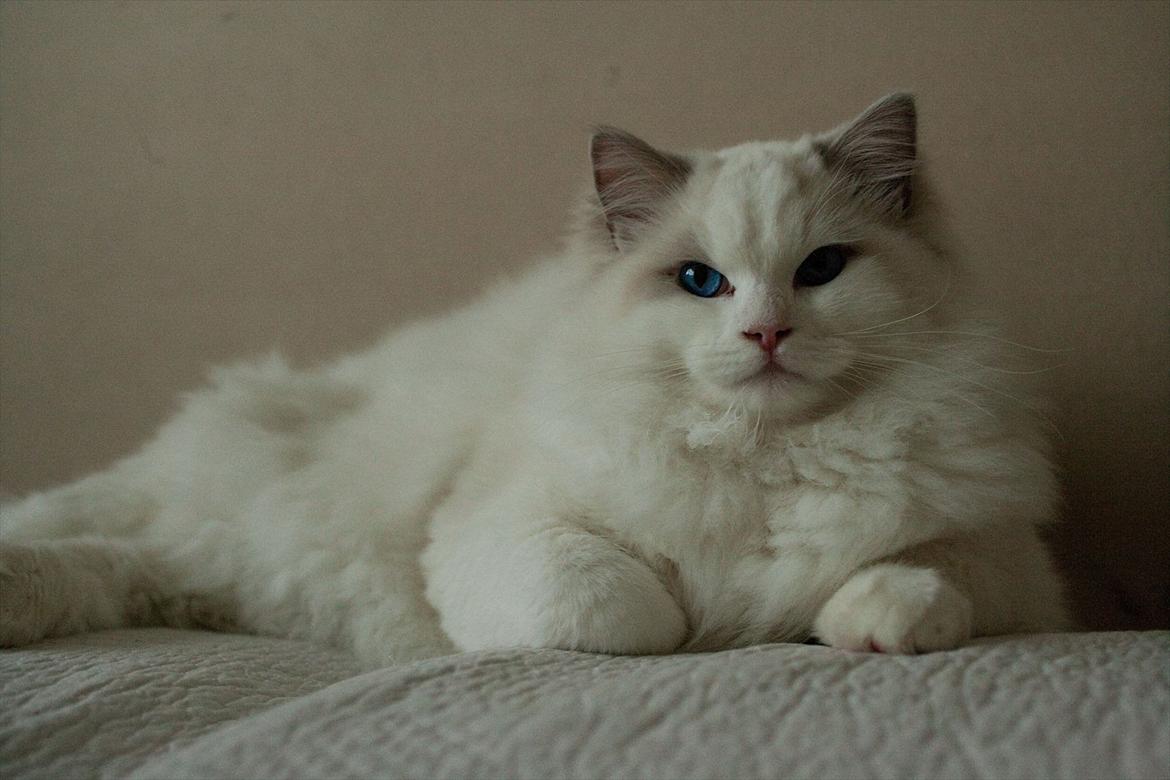 Ragdoll Kittyrags Agamemnon billede 1