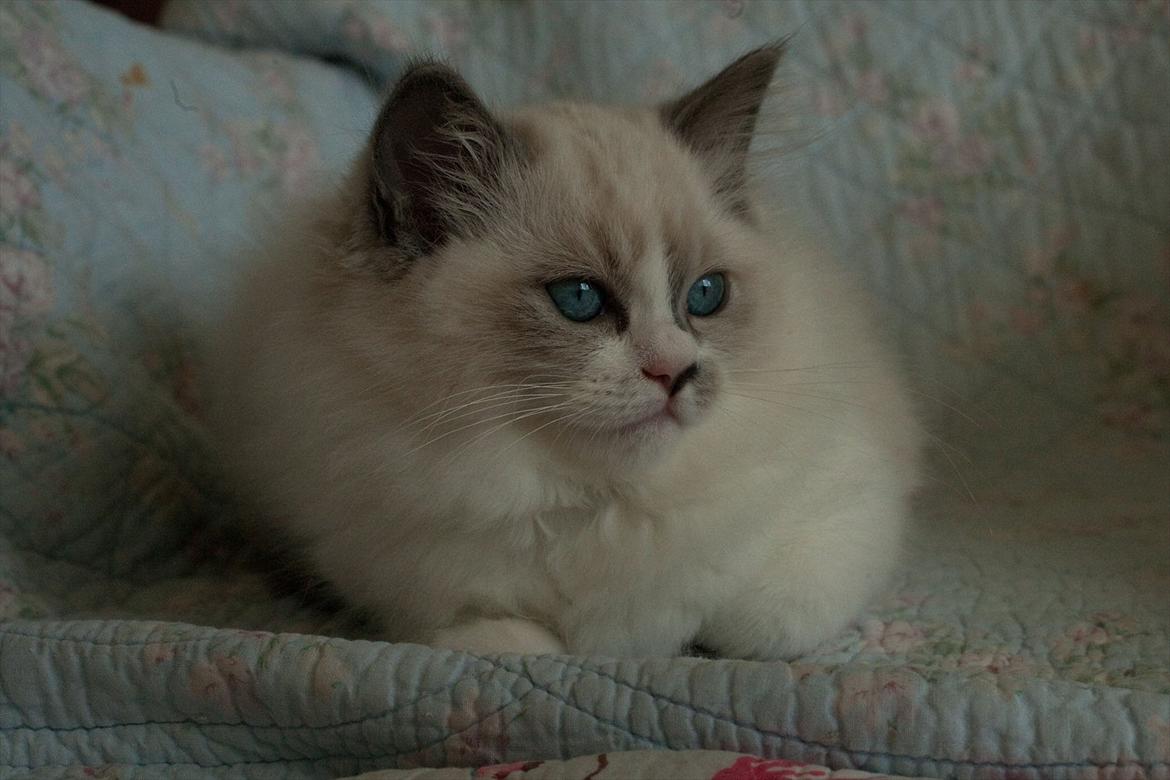 Ragdoll Kittyrags Philomena billede 2