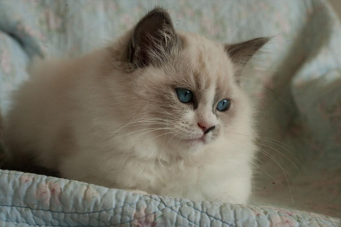 Ragdoll Kittyrags Philomena billede 3