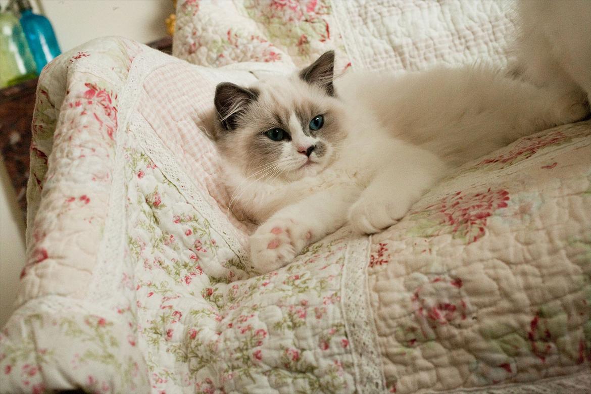Ragdoll Kittyrags Philomena billede 4
