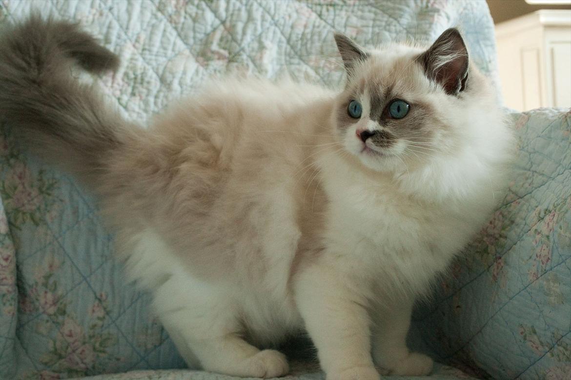 Ragdoll Kittyrags Philomena billede 5