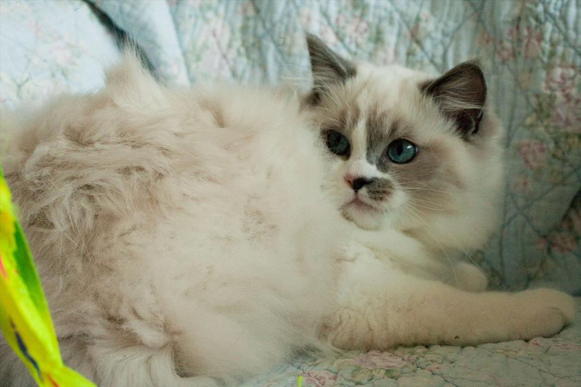 Ragdoll Kittyrags Philomena billede 6