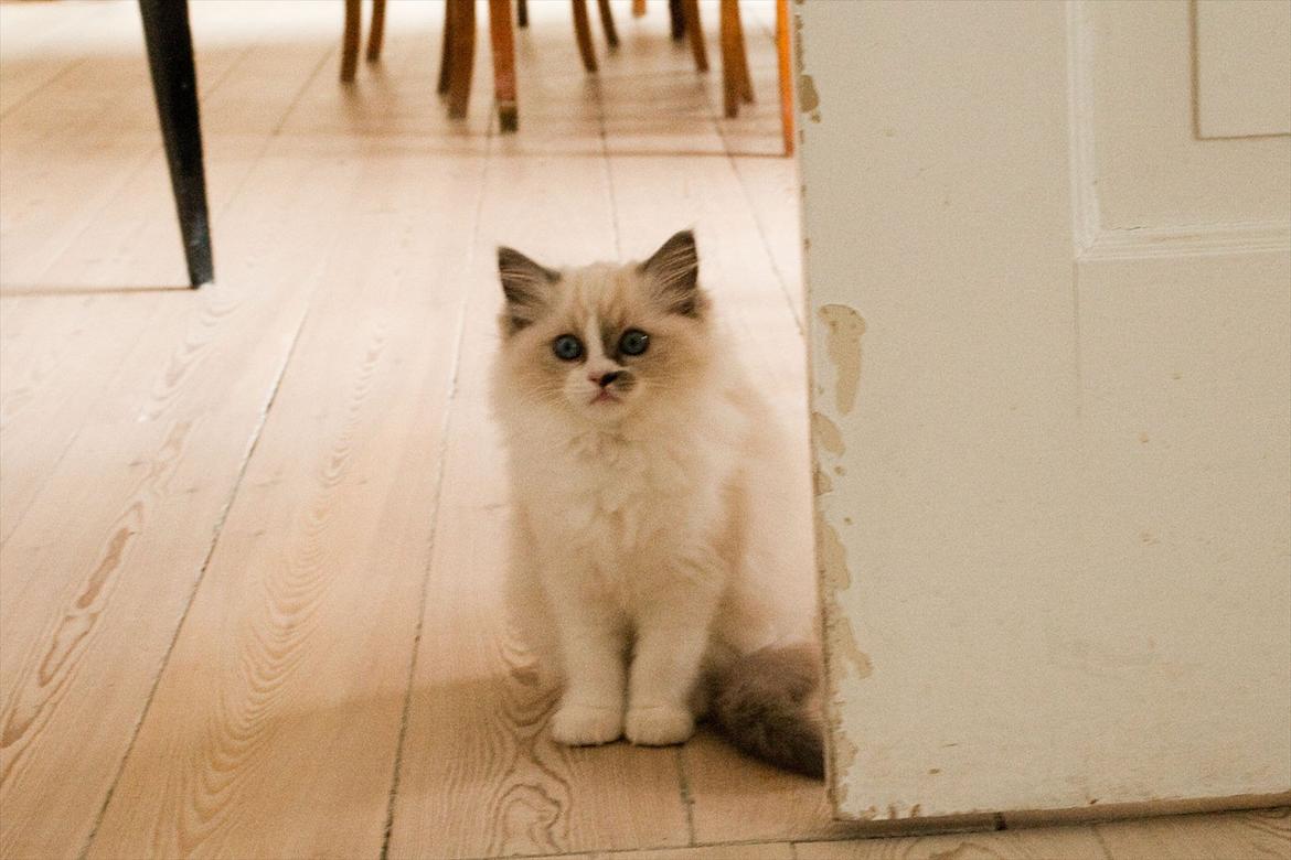 Ragdoll Kittyrags Philomena billede 7