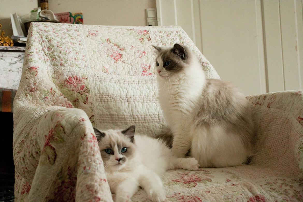 Ragdoll Kittyrags Gemma billede 3