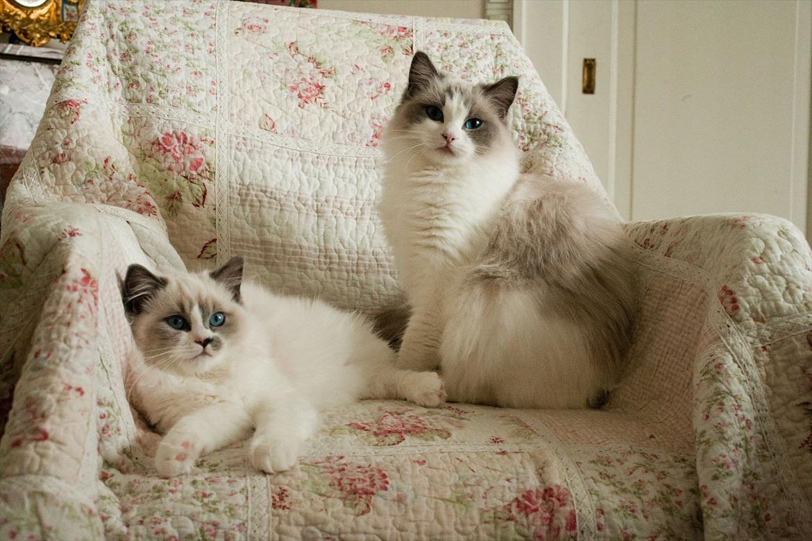 Ragdoll Kittyrags Gemma billede 4