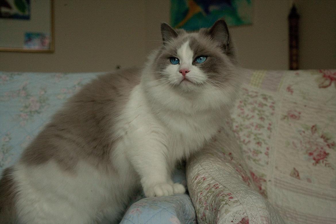 Ragdoll Kittyrags Gemma billede 5