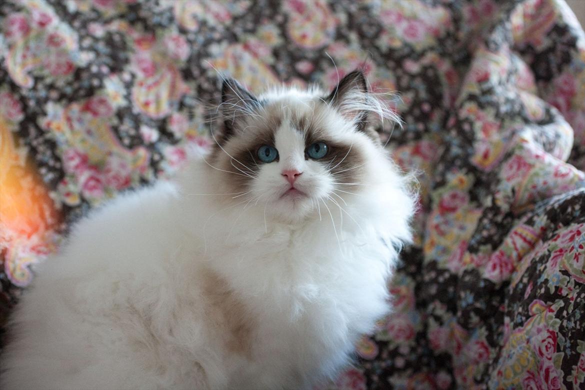 Ragdoll Kittyrags Sophia billede 1