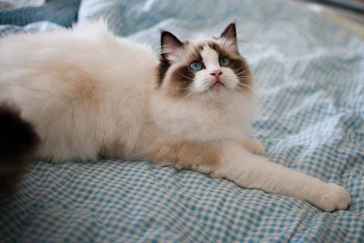 Ragdoll Kittyrags Sophia billede 2