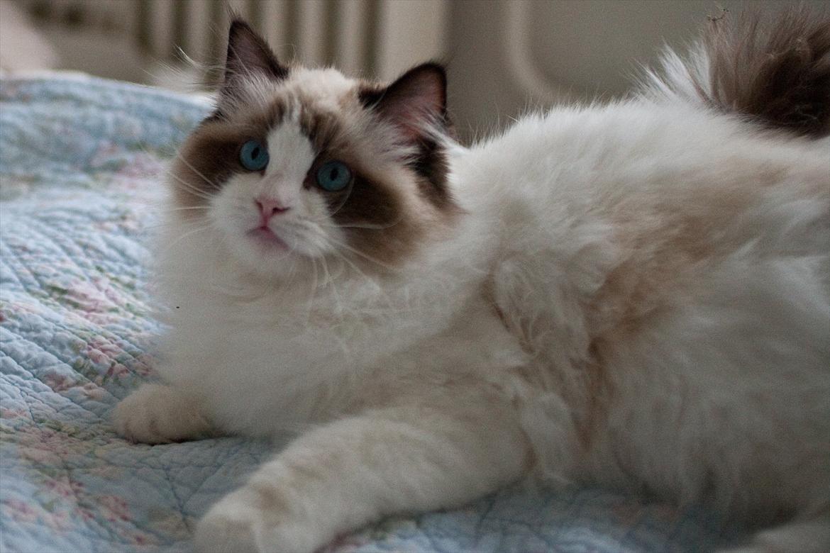 Ragdoll Kittyrags Sophia billede 3