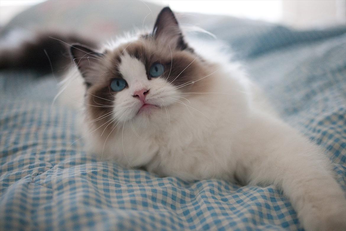 Ragdoll Kittyrags Sophia billede 4