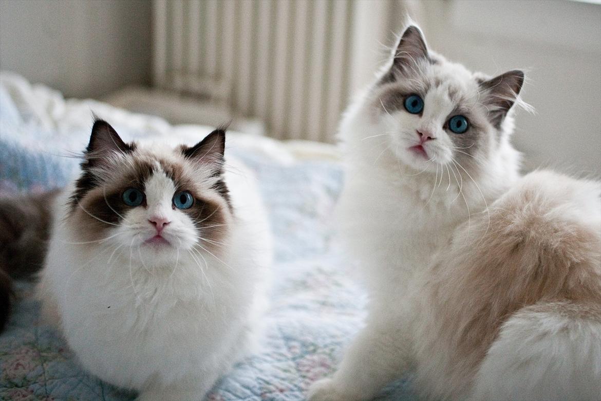 Ragdoll Kittyrags Sophia billede 5