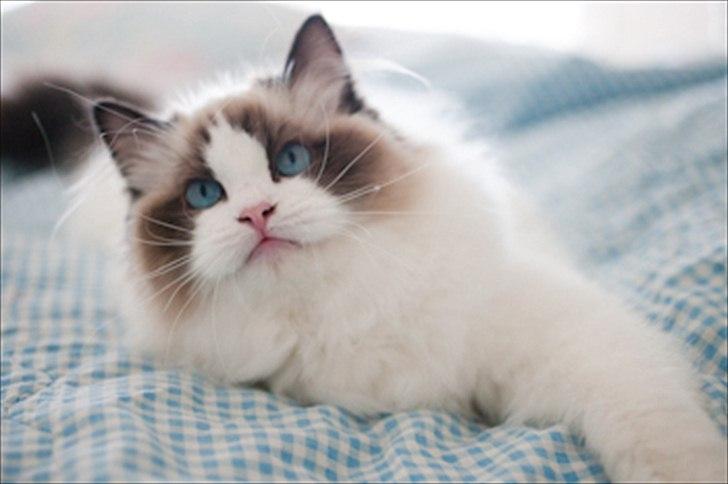 Ragdoll Kittyrags Sophia billede 6