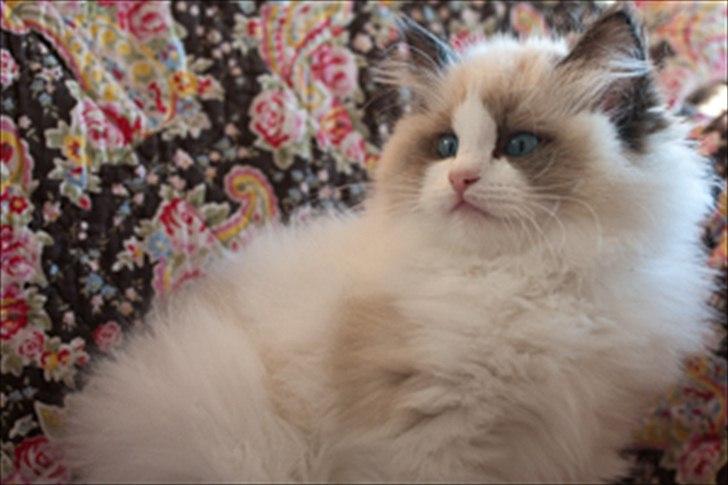 Ragdoll Kittyrags Sophia billede 7