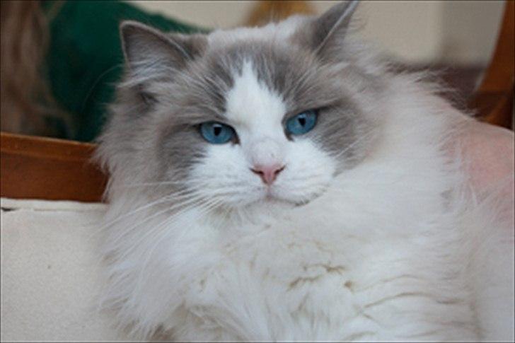 Ragdoll Solenzaras Ginger Marie billede 1
