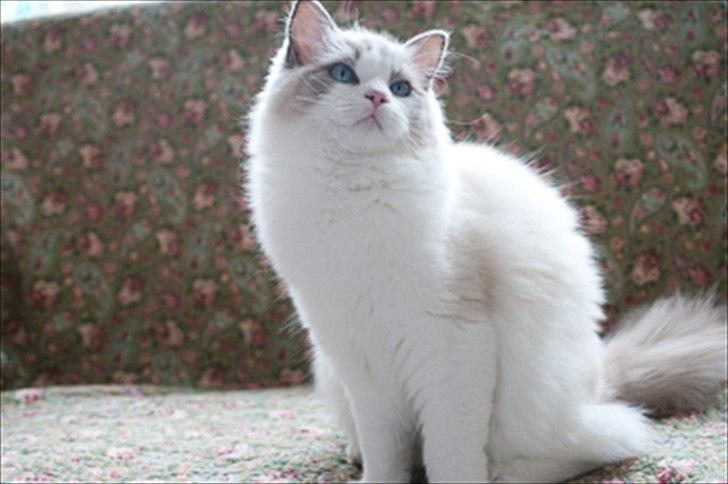 Ragdoll Solenzaras Ginger Marie billede 2