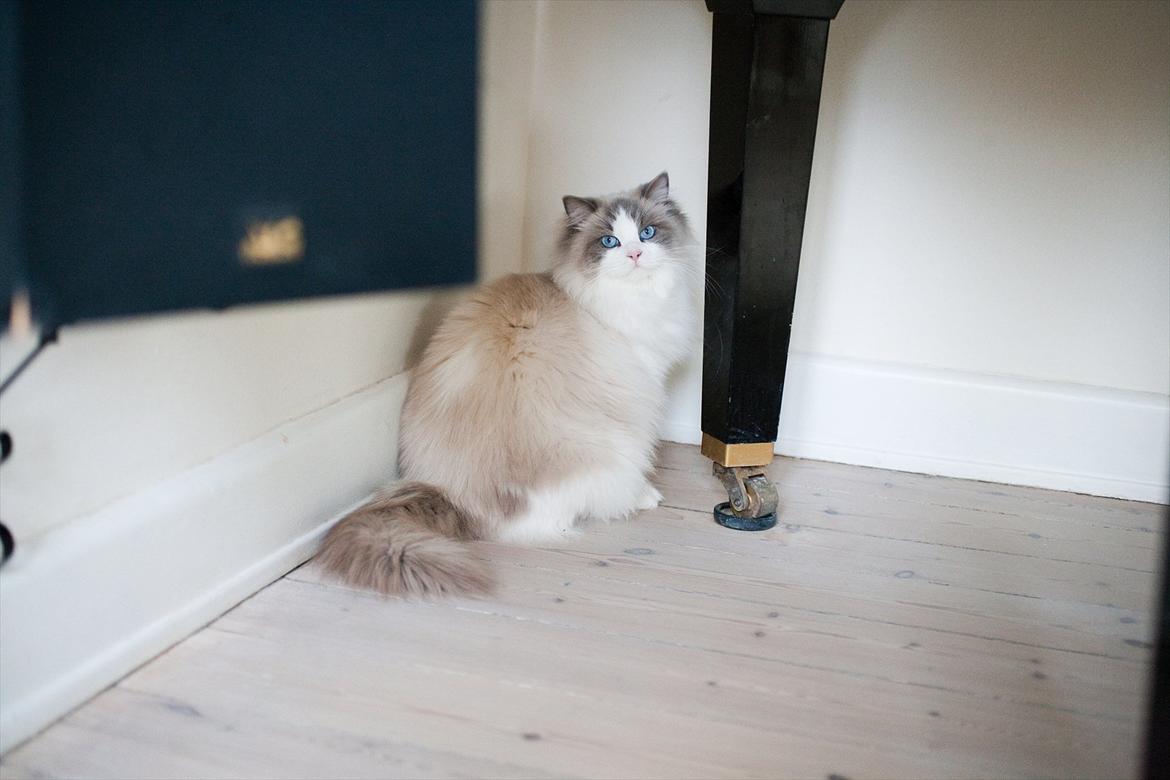 Ragdoll Solenzaras Ginger Marie billede 3
