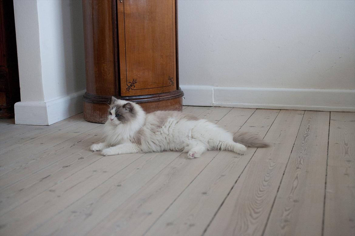 Ragdoll Solenzaras Ginger Marie billede 4
