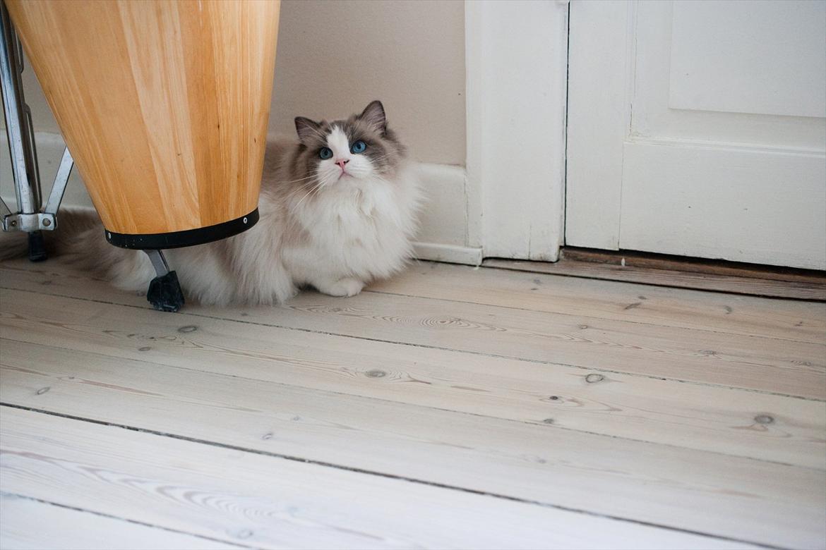 Ragdoll Solenzaras Ginger Marie billede 5