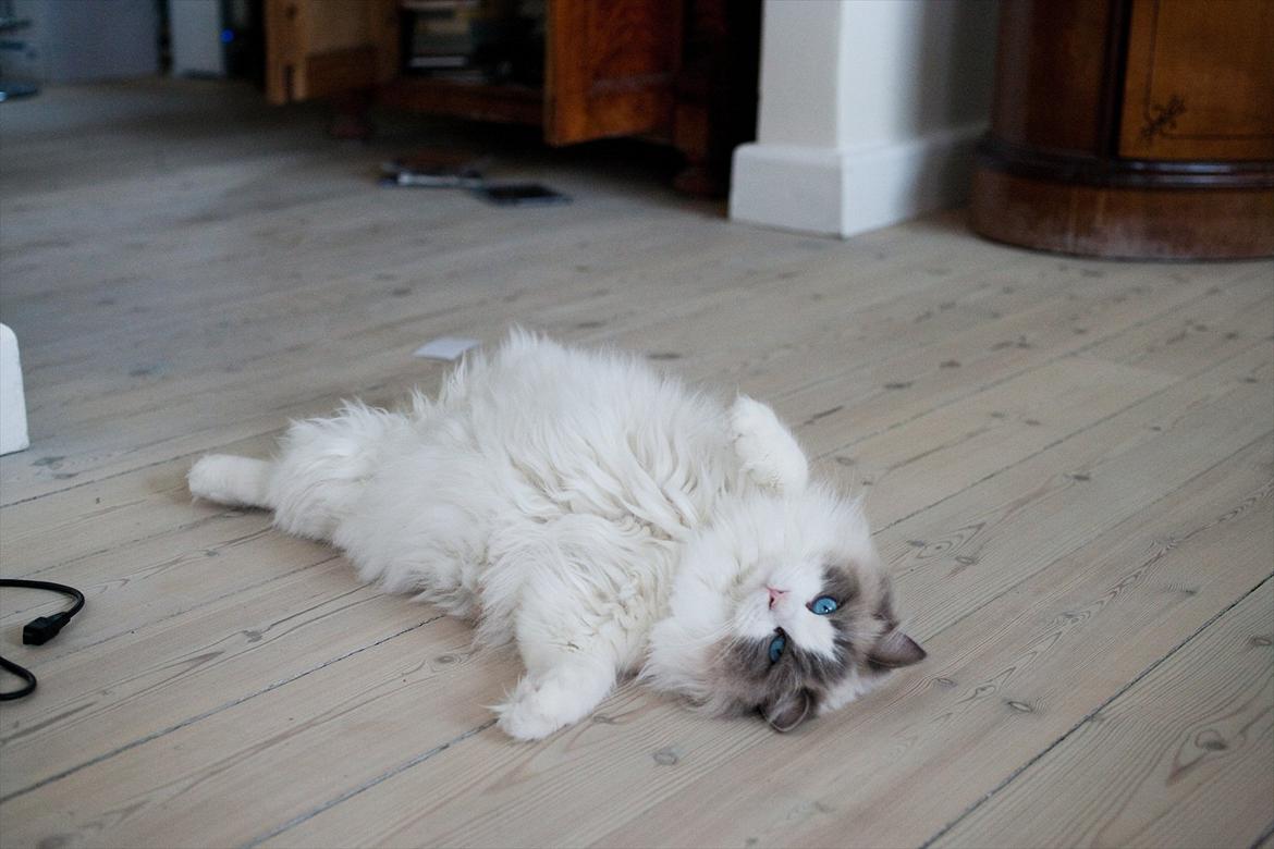 Ragdoll Solenzaras Ginger Marie billede 6