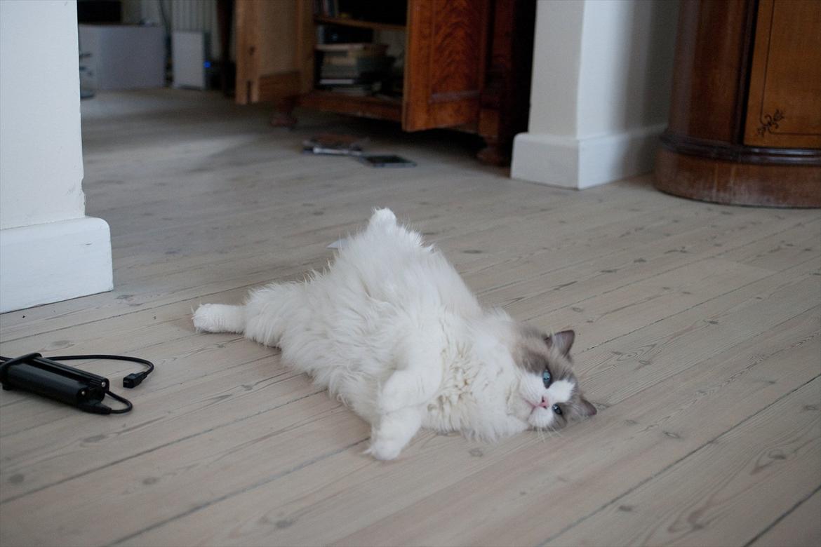 Ragdoll Solenzaras Ginger Marie billede 7