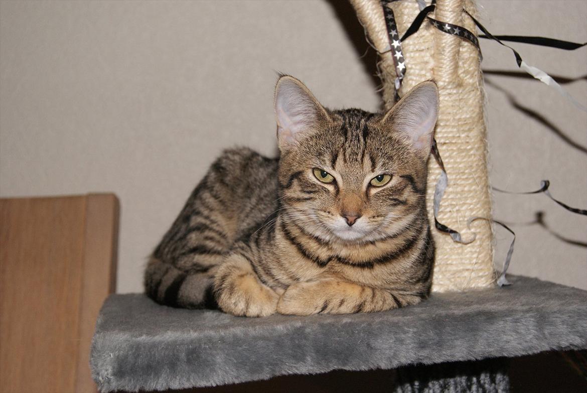 Blanding af racer Bettemus billede 1