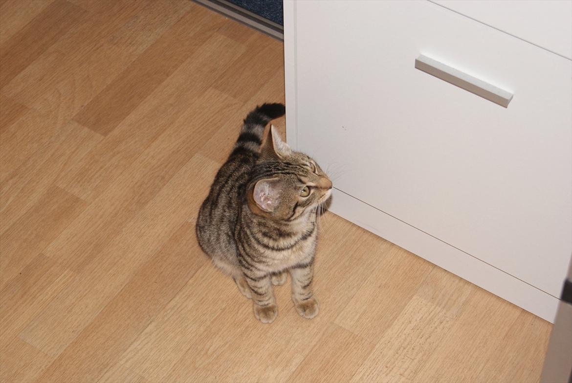 Blanding af racer Bettemus billede 2