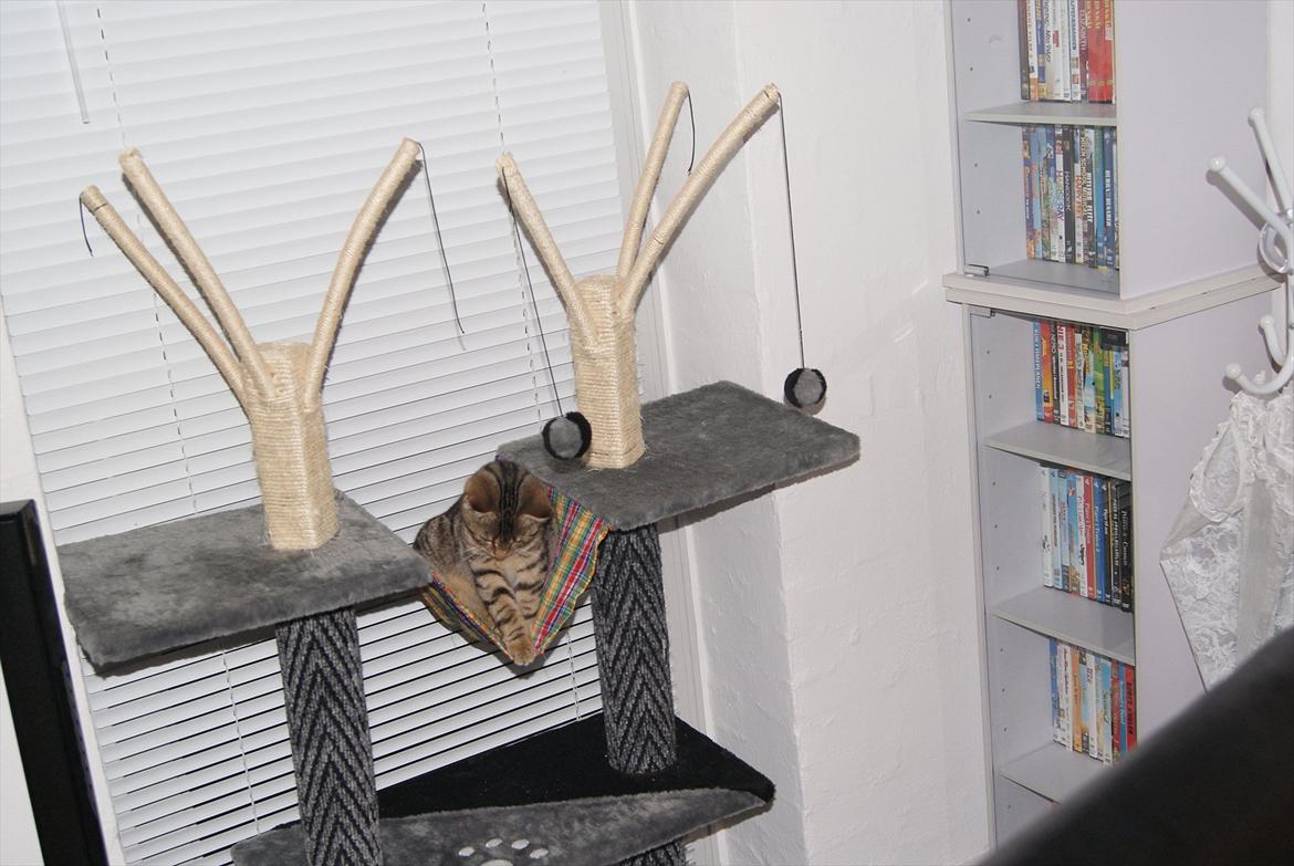 Blanding af racer Bettemus billede 3