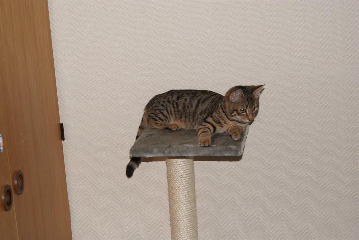 Blanding af racer Bettemus billede 4