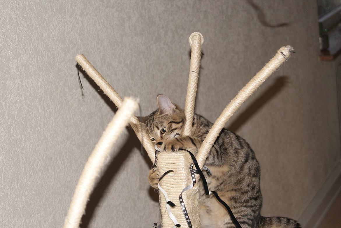 Blanding af racer Bettemus billede 5