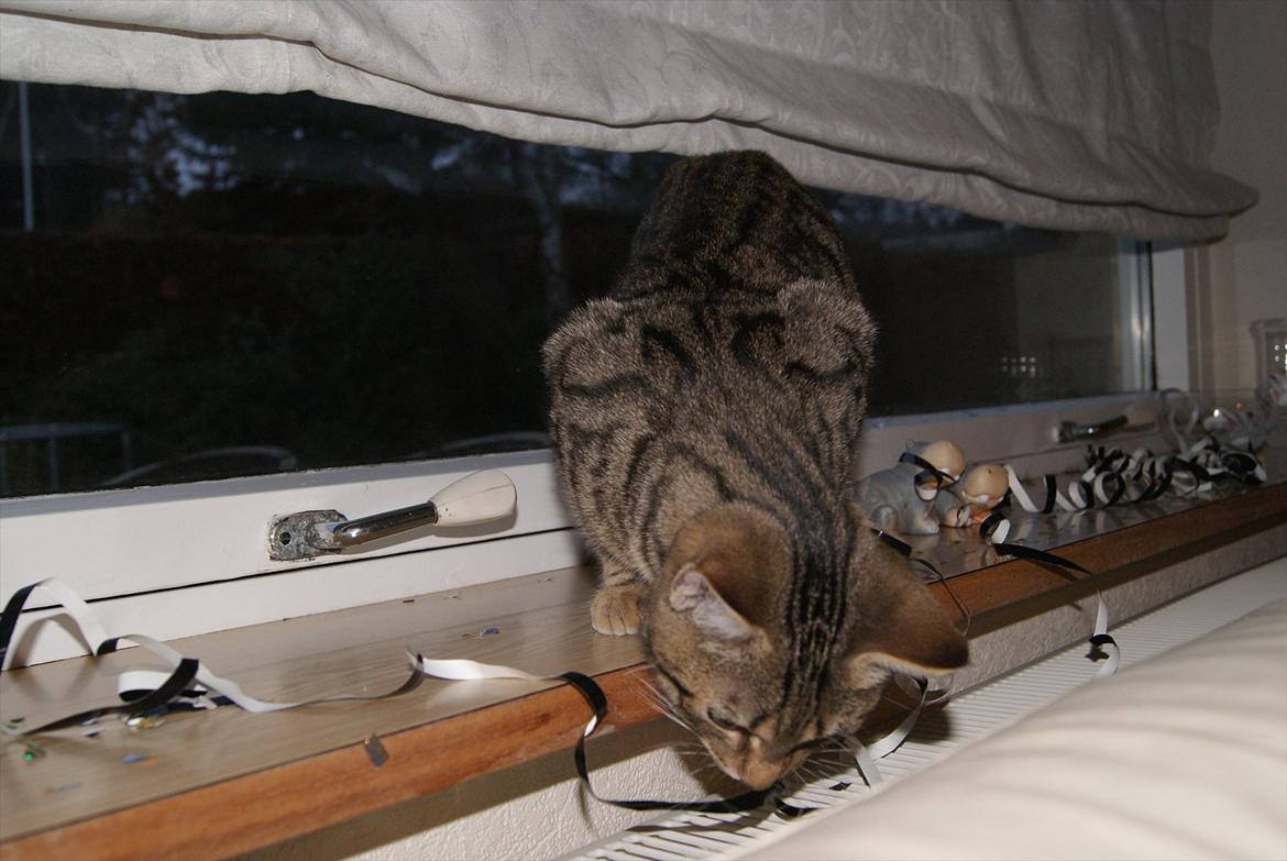 Blanding af racer Bettemus billede 6