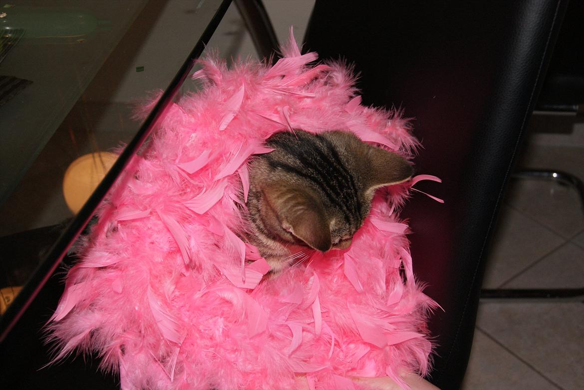 Blanding af racer Bettemus - godt nytår:) billede 7