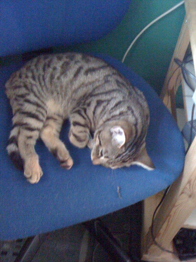 Blanding af racer Bettemus billede 8