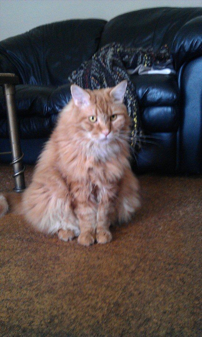 Maine Coon Simba billede 3