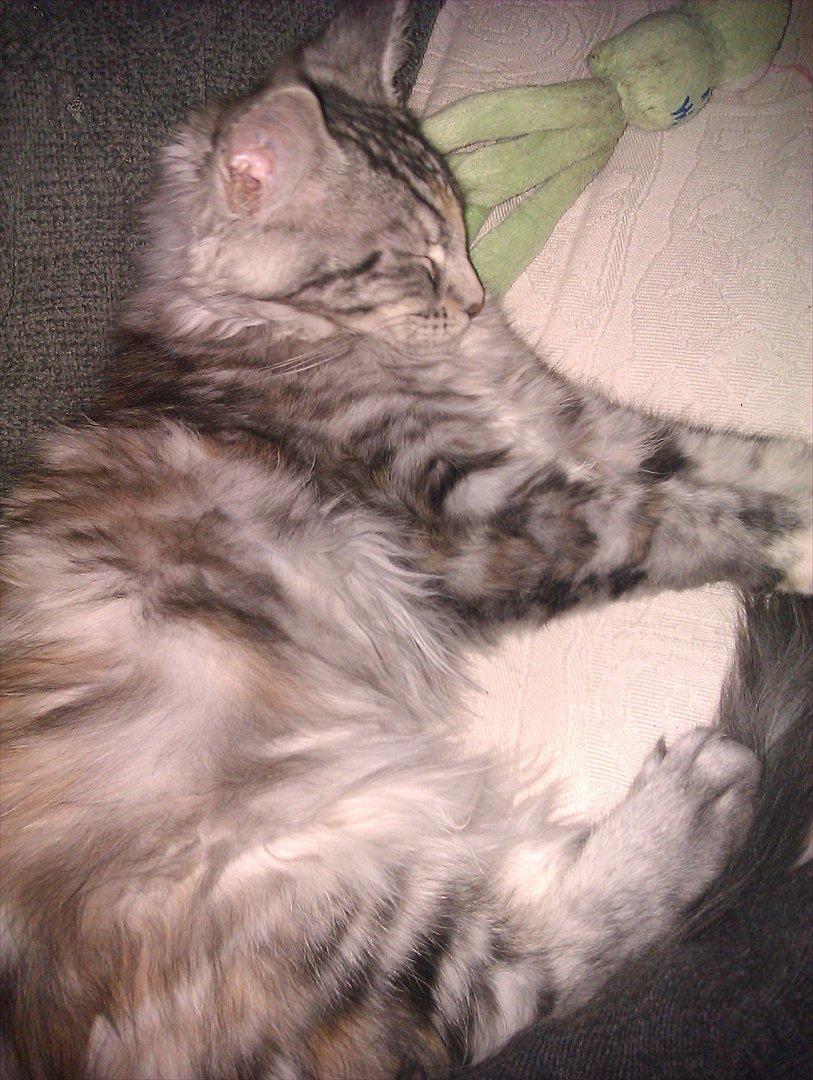 Maine Coon DK Skovlycoon Wendy - Så fik jeg igen taget et billed hvor hendes fine farver kommer til udtryk. Hun går kold  på sofaen med Ninne. 17 uger billede 8