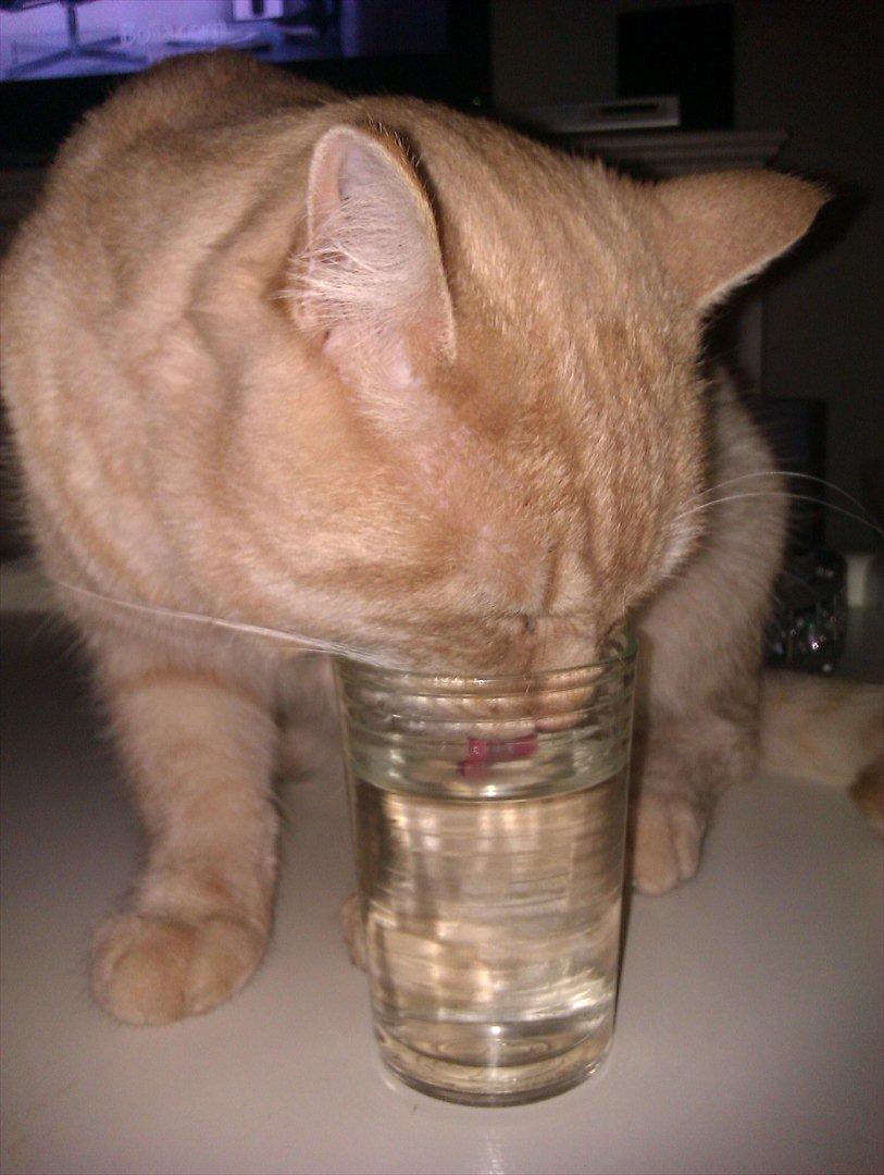 Blanding af racer Silas - Det er meget sjovere at drikke af glasset med vand end vandskålen - tosset kat :) billede 12
