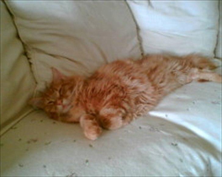 Maine Coon Simba billede 4