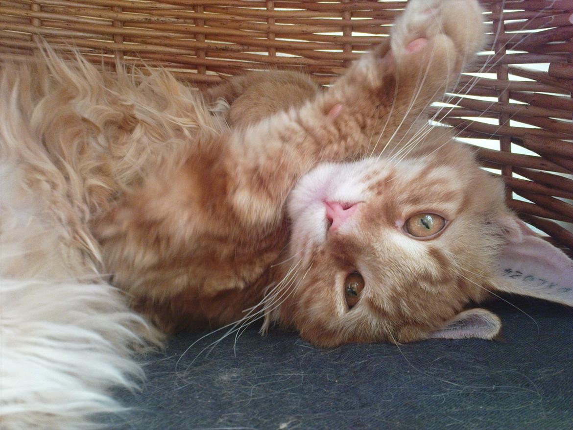 Maine Coon Simba billede 1