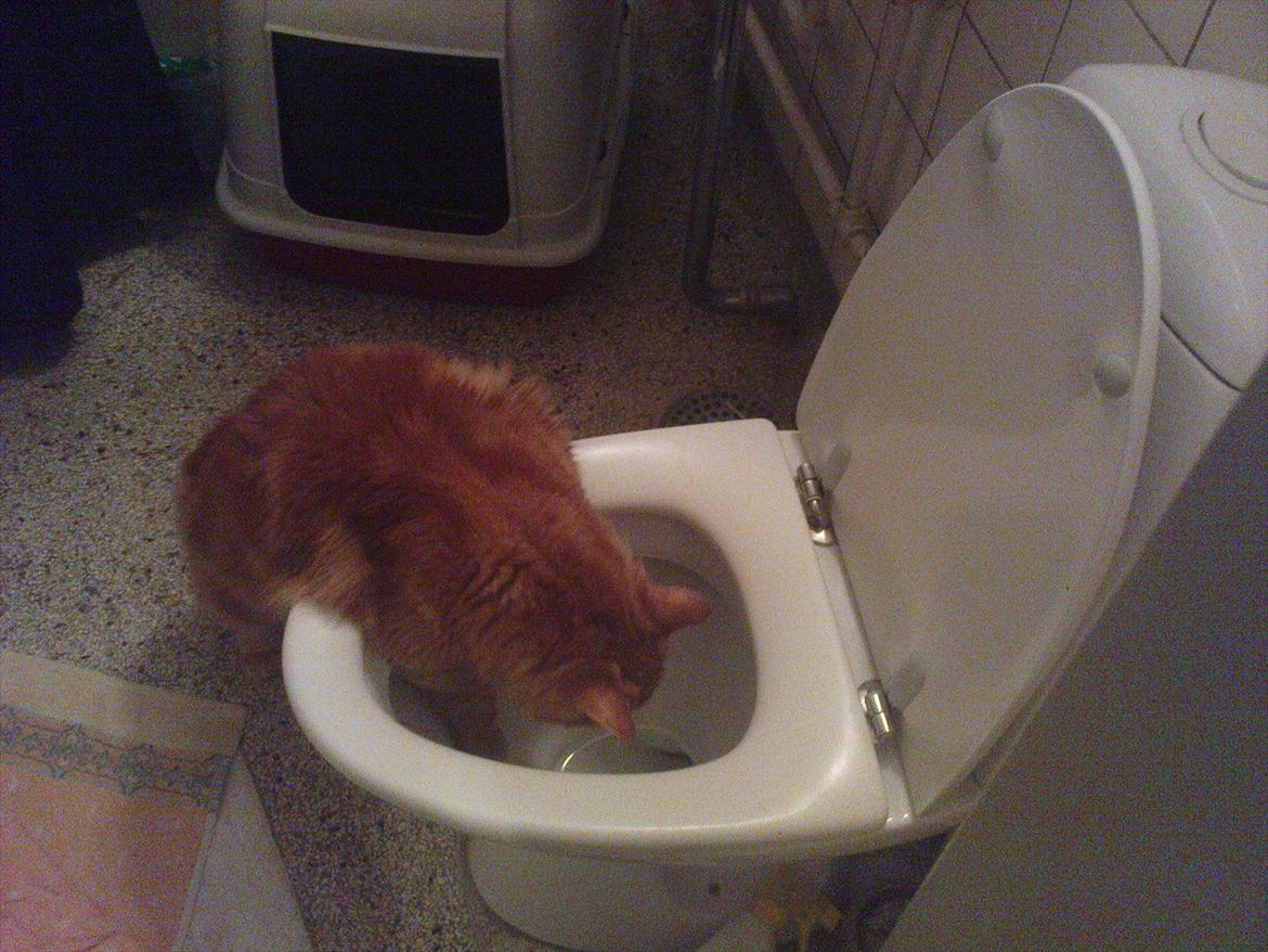 Maine Coon Simba - Simba leger med mus i toillettet.. Skøre kat :P billede 6