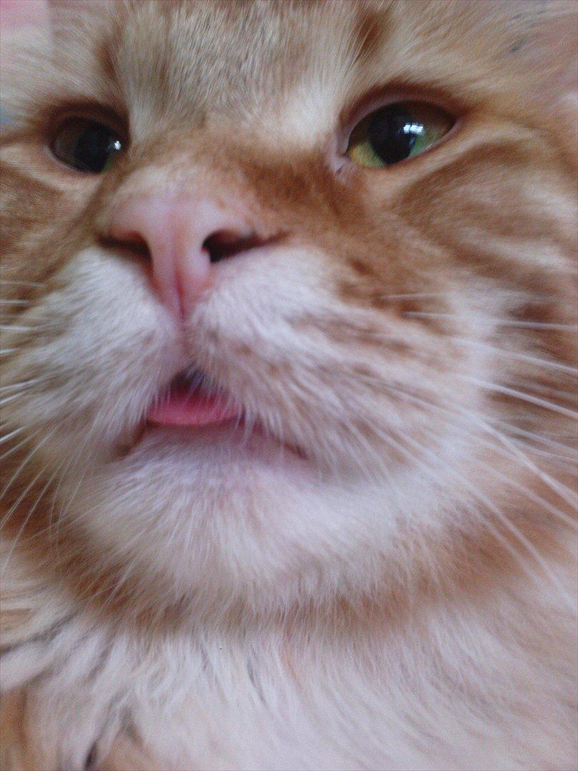 Maine Coon Simba billede 2