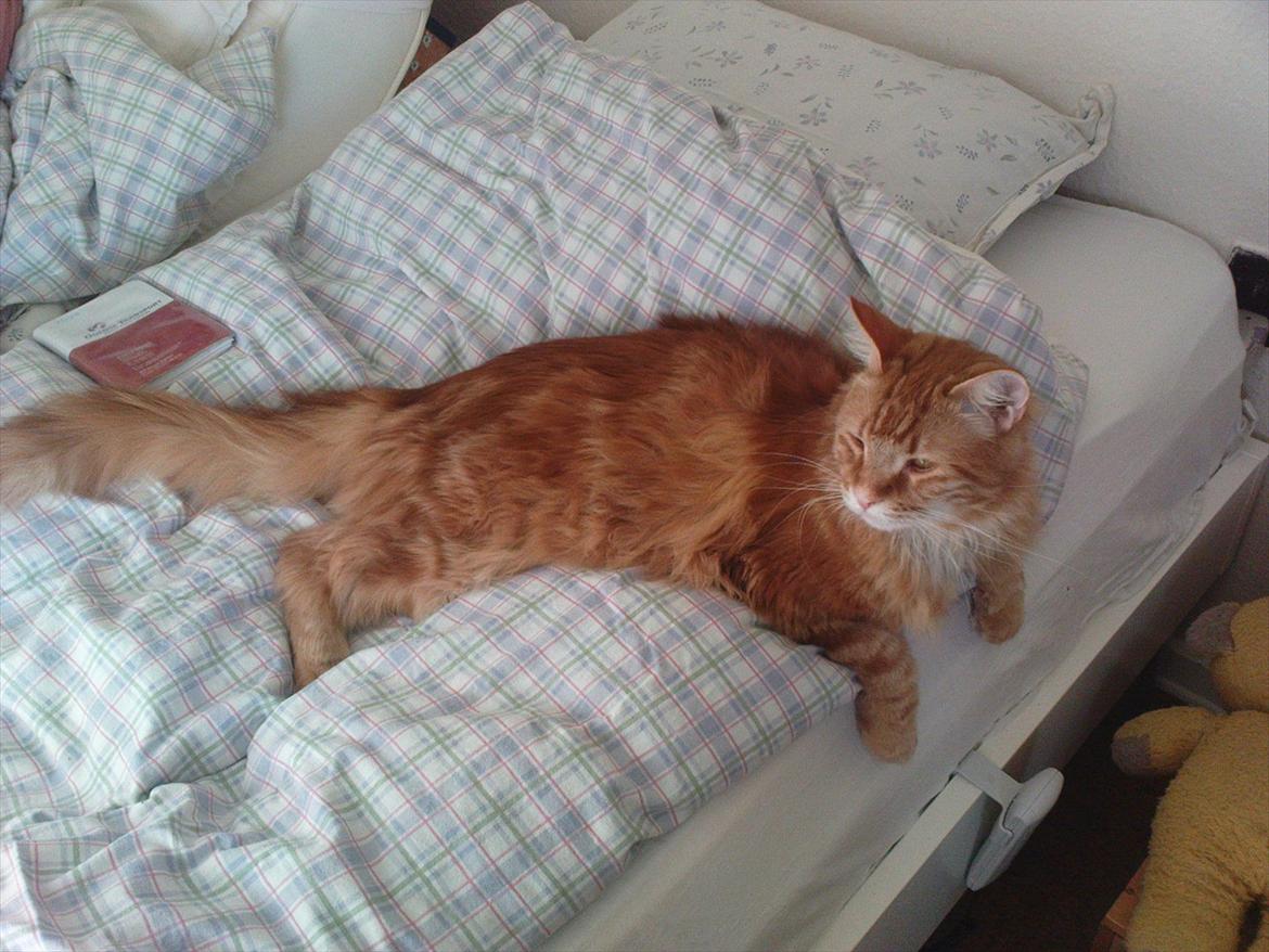 Maine Coon Simba billede 7