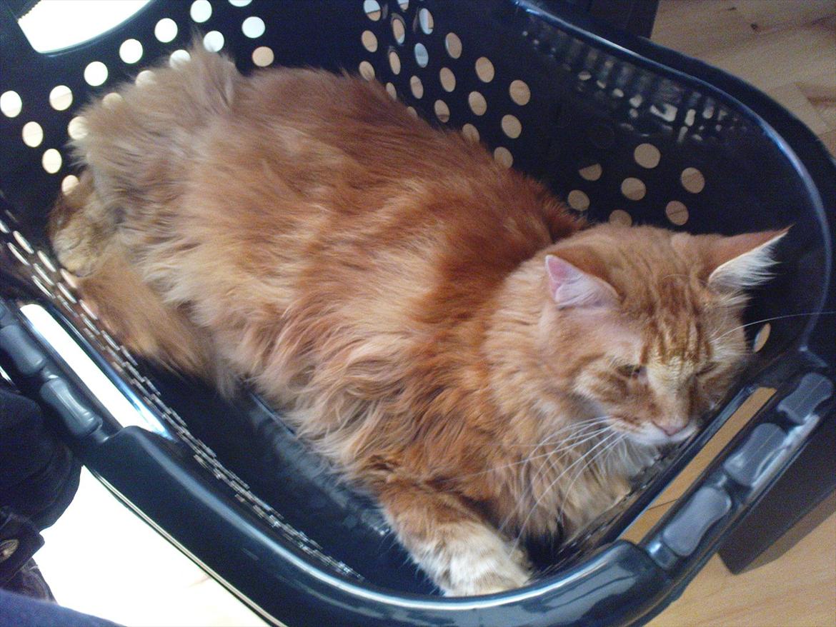 Maine Coon Simba billede 8