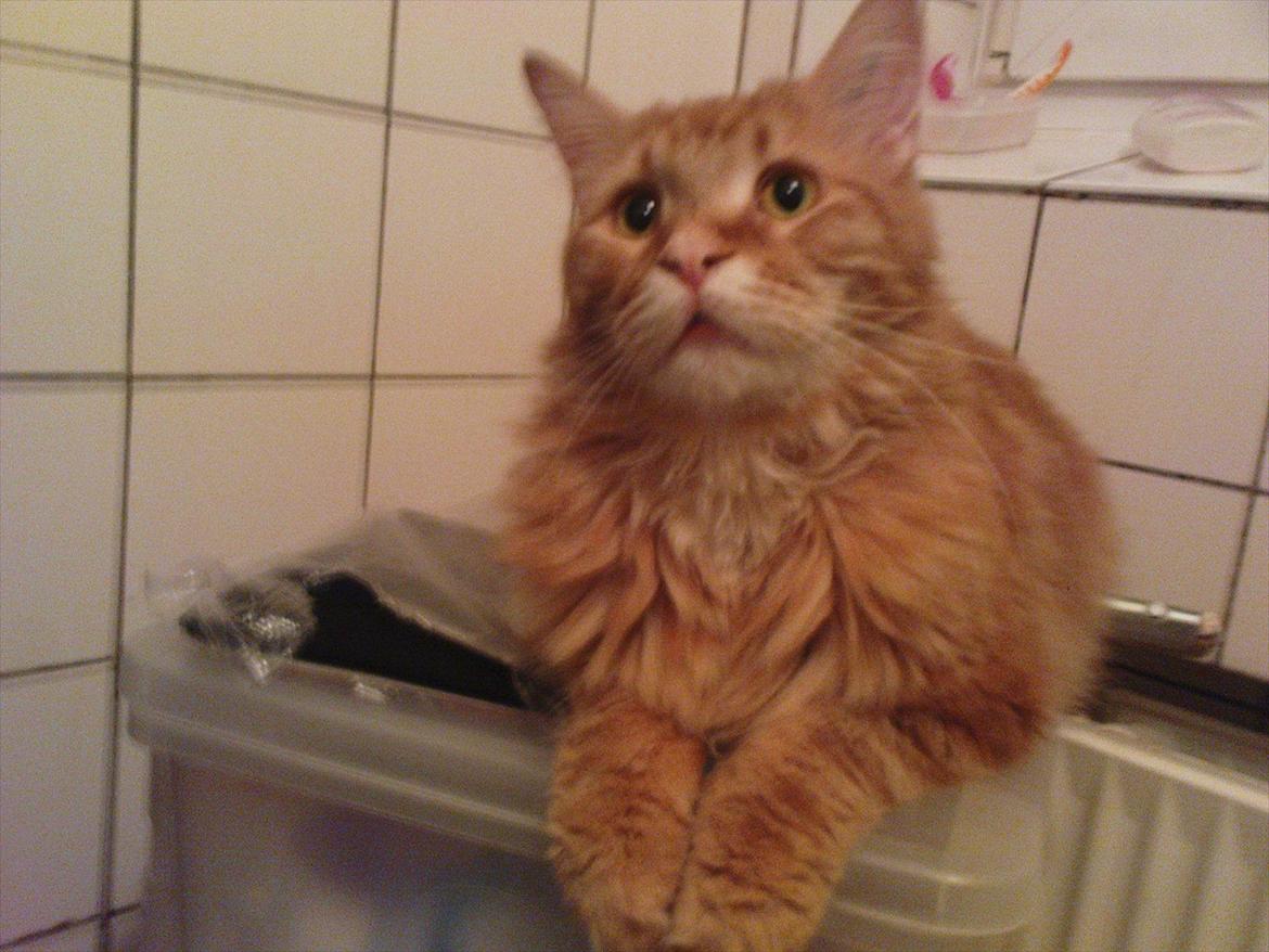 Maine Coon Simba billede 9