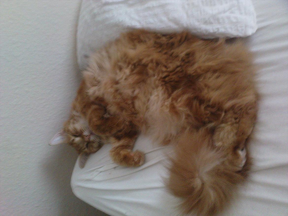 Maine Coon Simba billede 10