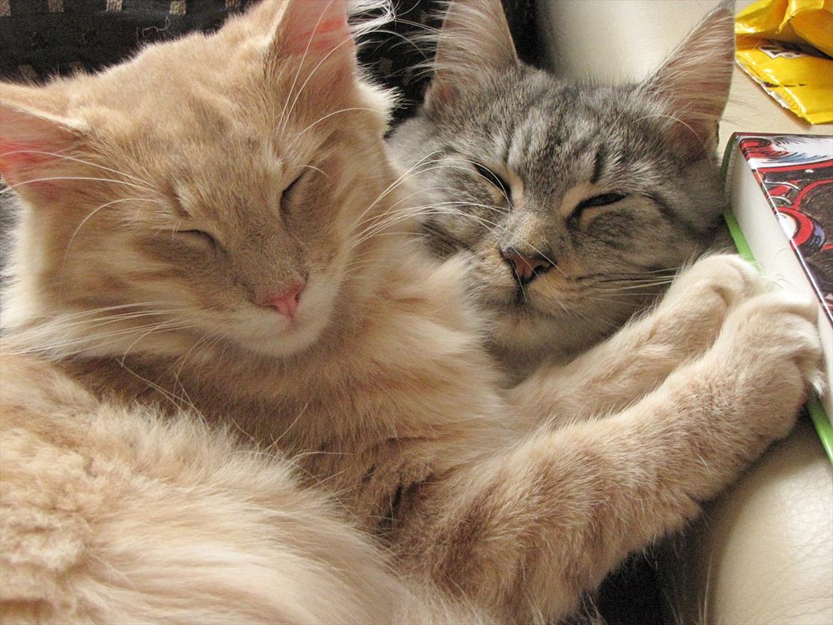 Norsk Skovkat Eddie billede 9