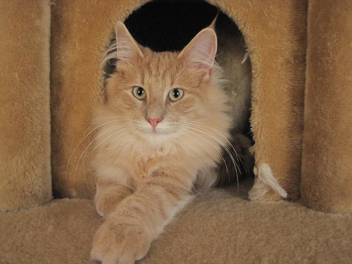 Norsk Skovkat Eddie billede 10