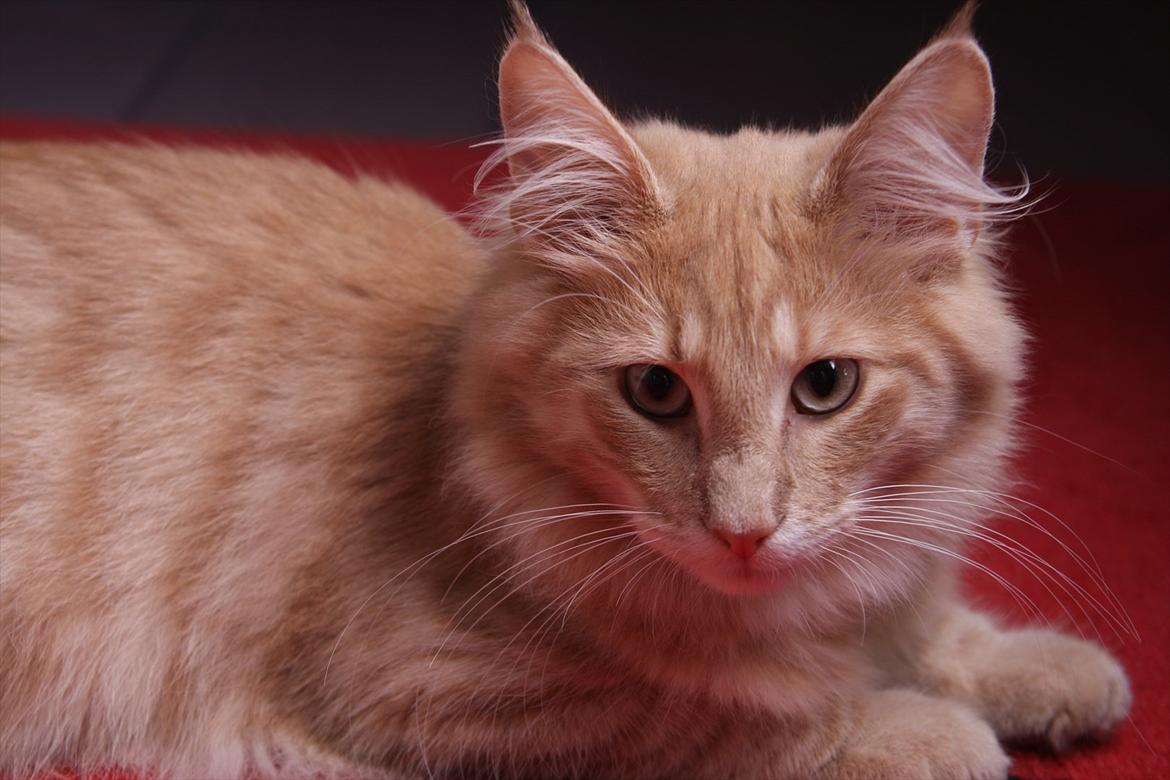 Norsk Skovkat Eddie billede 11