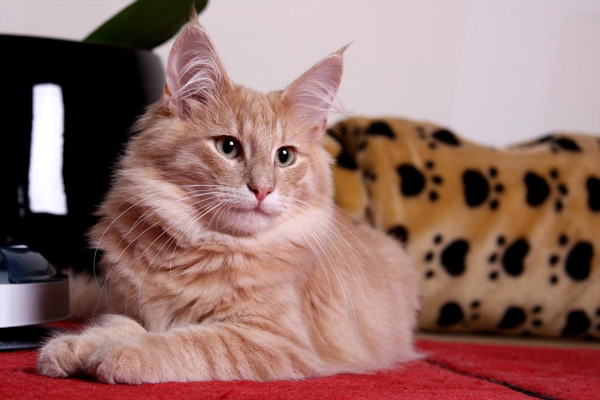 Norsk Skovkat Eddie billede 12