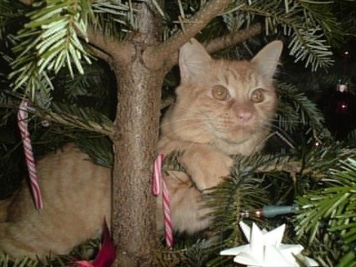 Maine Coon Troy Bayliss billede 15