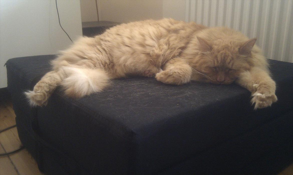 Maine Coon Troy Bayliss billede 16