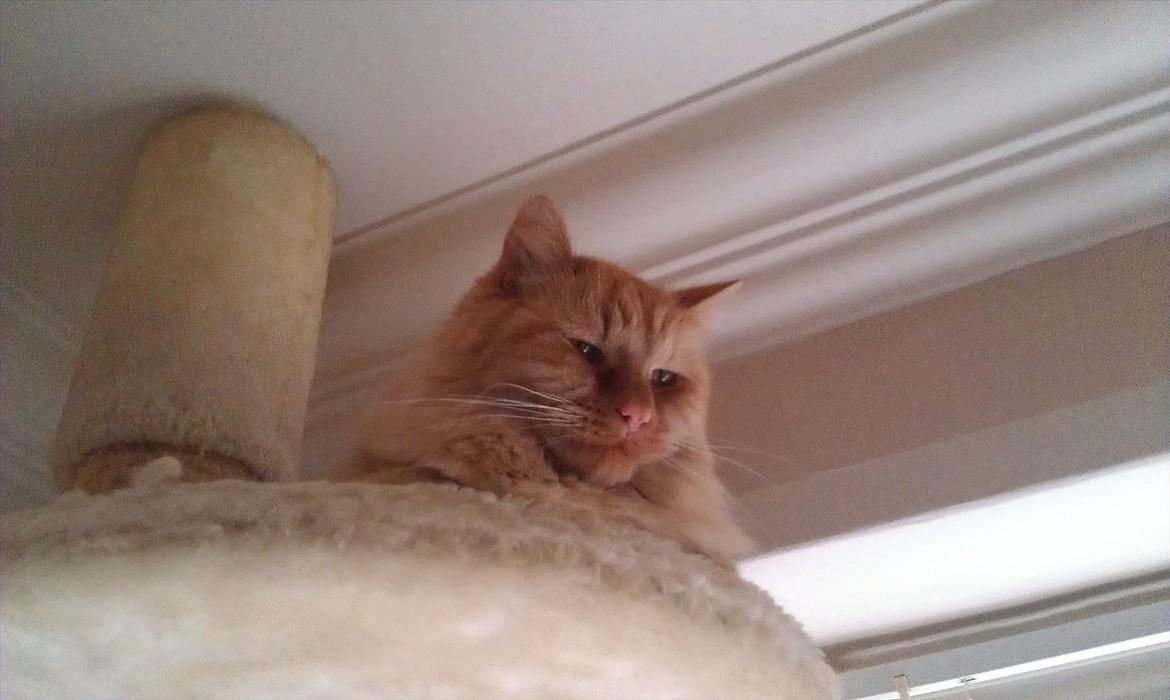 Maine Coon Troy Bayliss billede 17